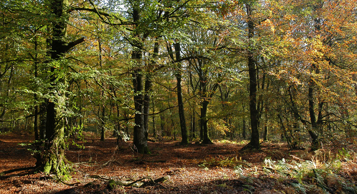 Forêt d'Écouves dans l'Orne